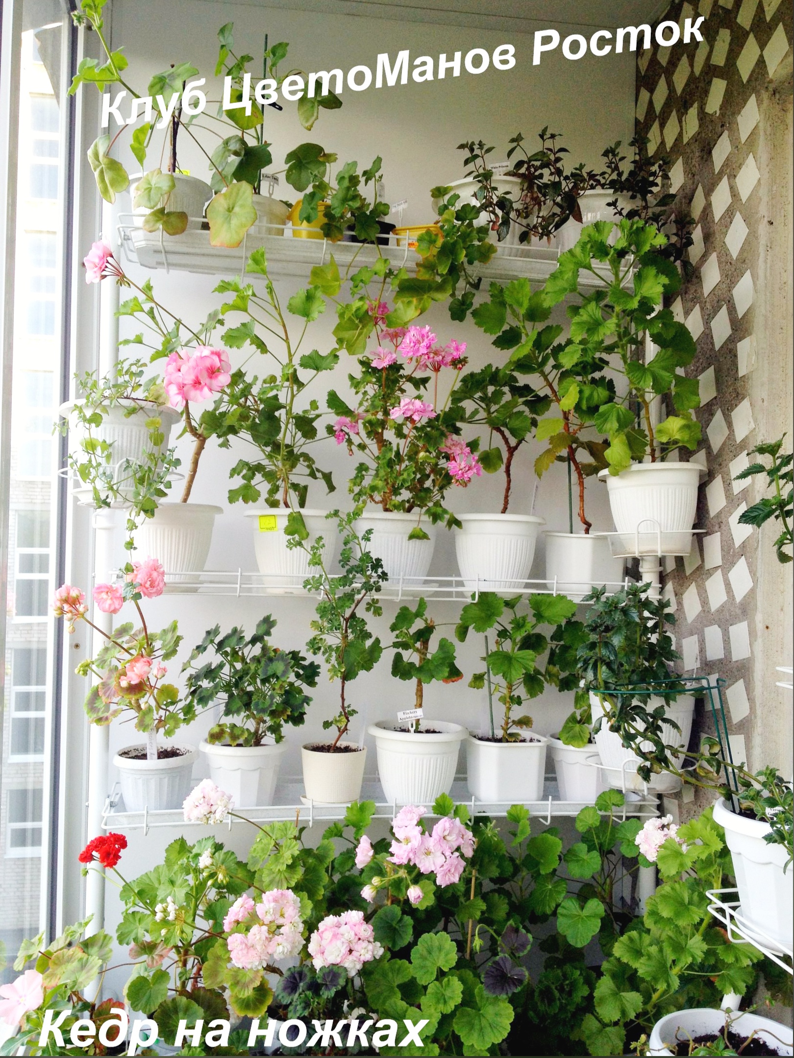 разборный стеллаж на подоконник для растений и рассады. Фото N22